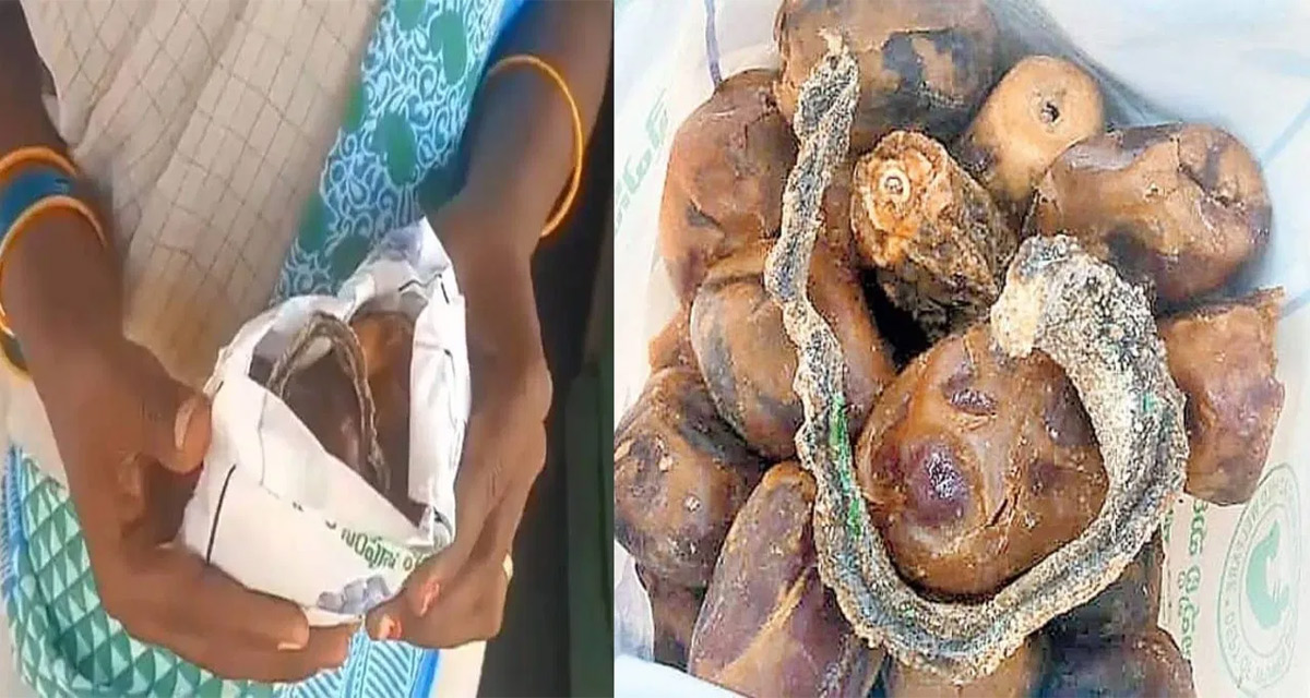 Snake in YSR Sampoorna Poshana Nutrition Kit: అంగన్‌వాడీల్లో పంపిణీ చేస్తున్న పౌష్టికాహారంలో పాము కళేబరం..