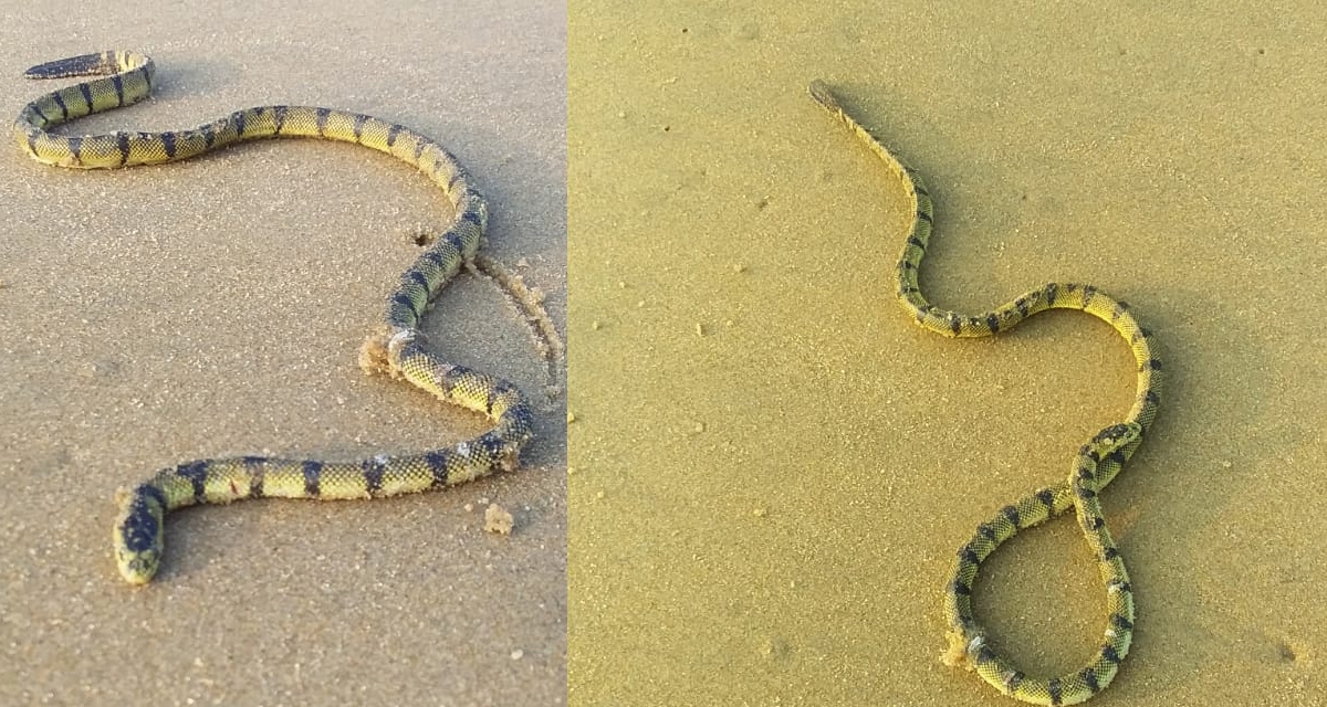 Venomous Snake at Vizag: జాలర్ల వలకు చిక్కిన సాగర సర్పం.. కాటేస్తే యమ డేంజర్‌