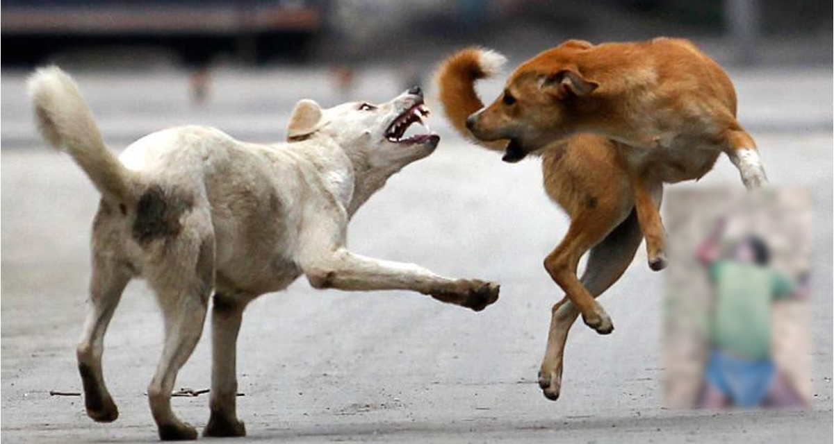 Stray Dogs: మృతదేహాన్ని పీక్కుతిన్న కుక్కలు.. మరణించి 3 రోజులవుతున్న గమనించని స్థానికులు